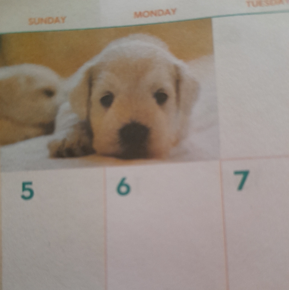 Two-Year Planner With Dogs - Picture 5 of 10